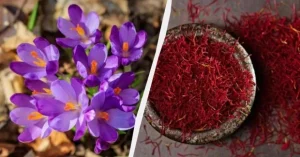 На Волині вирощують найдорожчу спецію у світі: шафран продають по 4 євро за грам