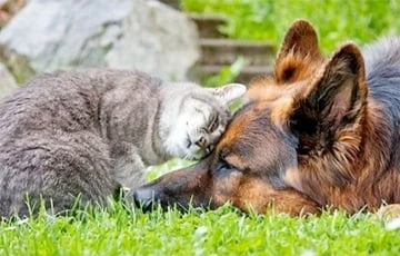 У Франції 160 котів і собак стали дегустаторами корму: що саме перевіряють фахівці